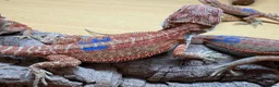 Bearded Dragon reptiles for sale: Stunning baby bearded dragons £100 ONO  - Advert 21