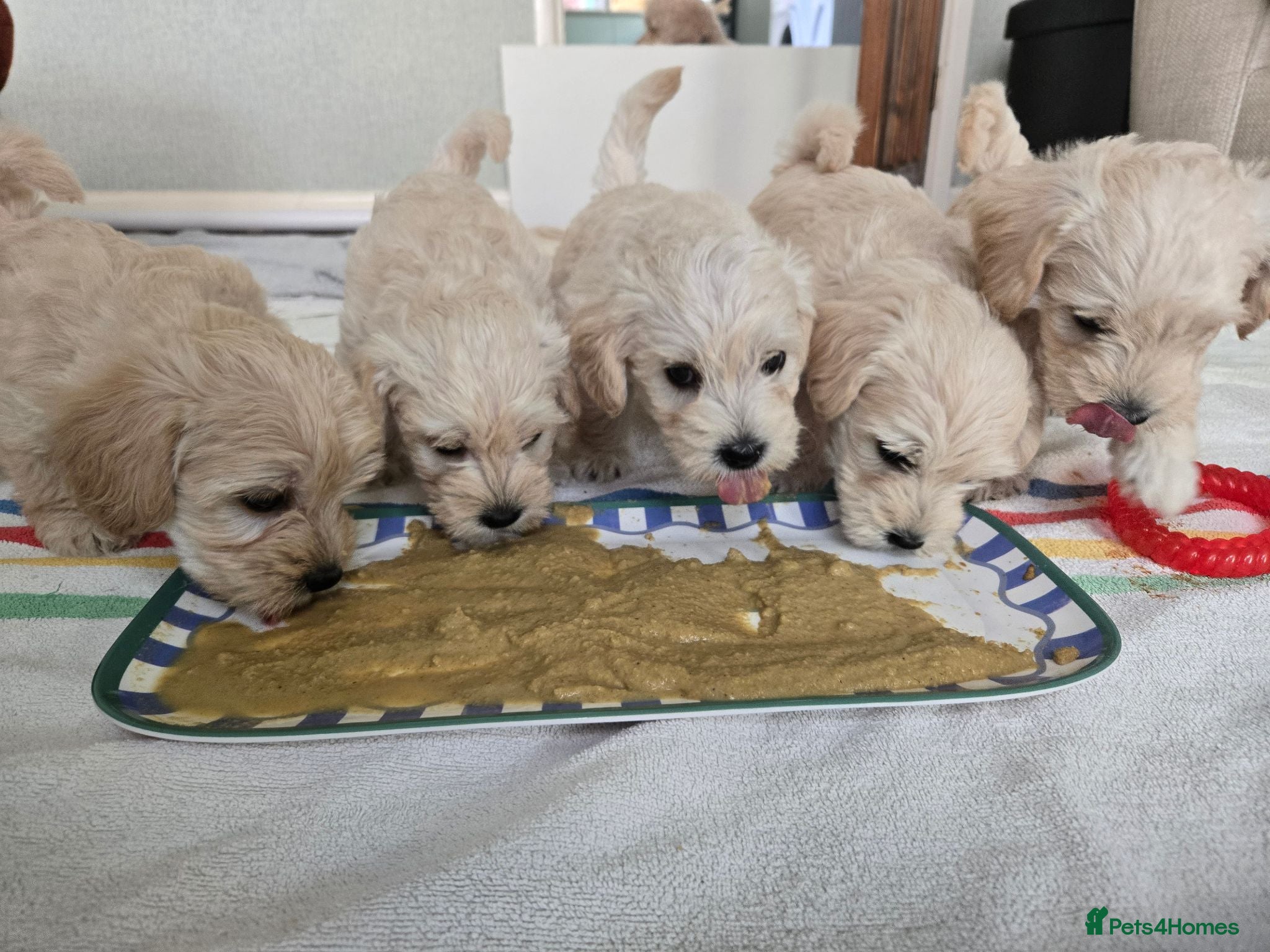Westiepoo dogs Westipoos  - Advert 2