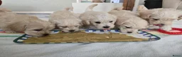 Westiepoo dogs for sale: Westipoos  - Advert 2