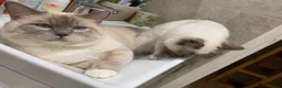 Ragdoll cats for sale: Male/Female Kitten Looking for a Loving  Home in Newport Pagnell - Advert 6
