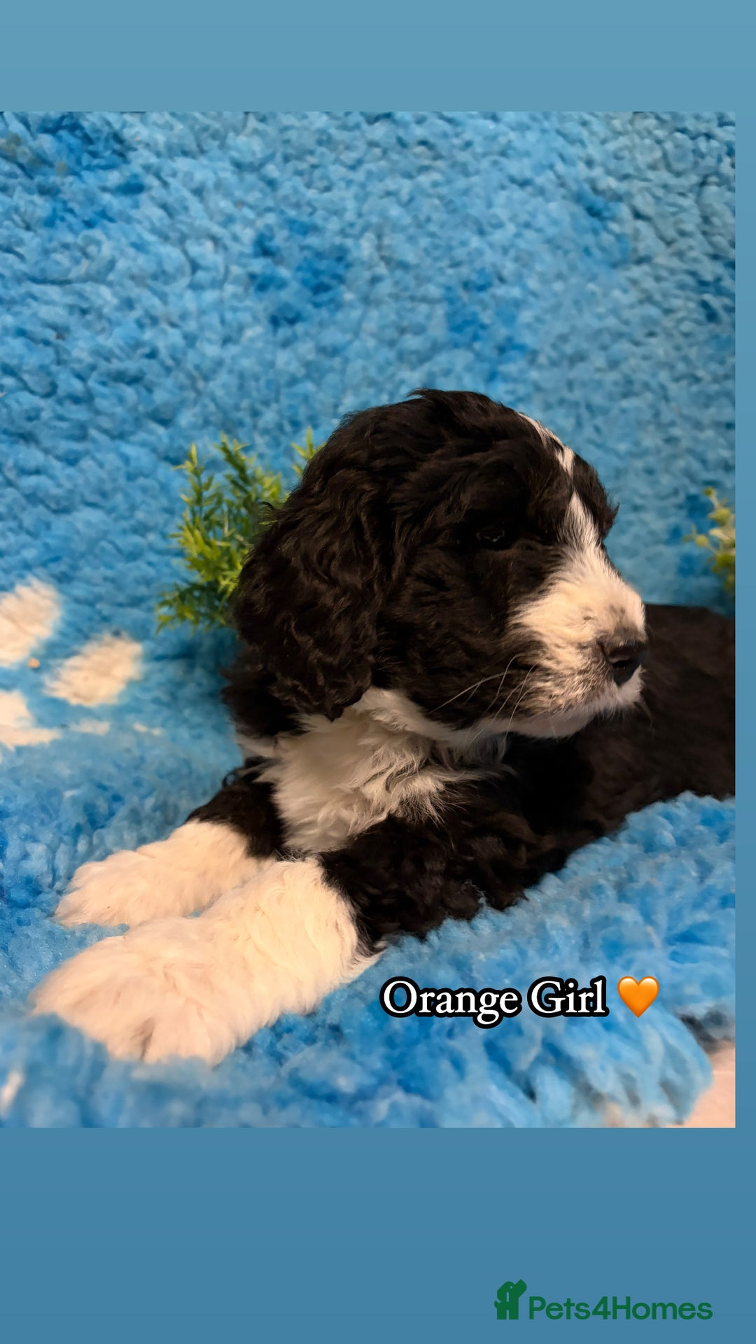 Bernedoodle dogs for sale: 🩷 Chunky Bernedoodles with TRI🩷 - Advert 24