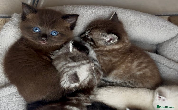 Persian cats - Advert 15