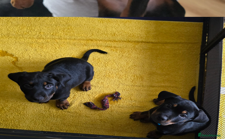 Mixed Breed dogs - Advert 9
