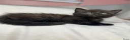 Mixed Breed cats for sale: Mixed kittens  - Advert 28