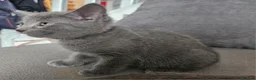 Russian Blue cats for sale: Russian Blue kittens 😸  - Advert 7
