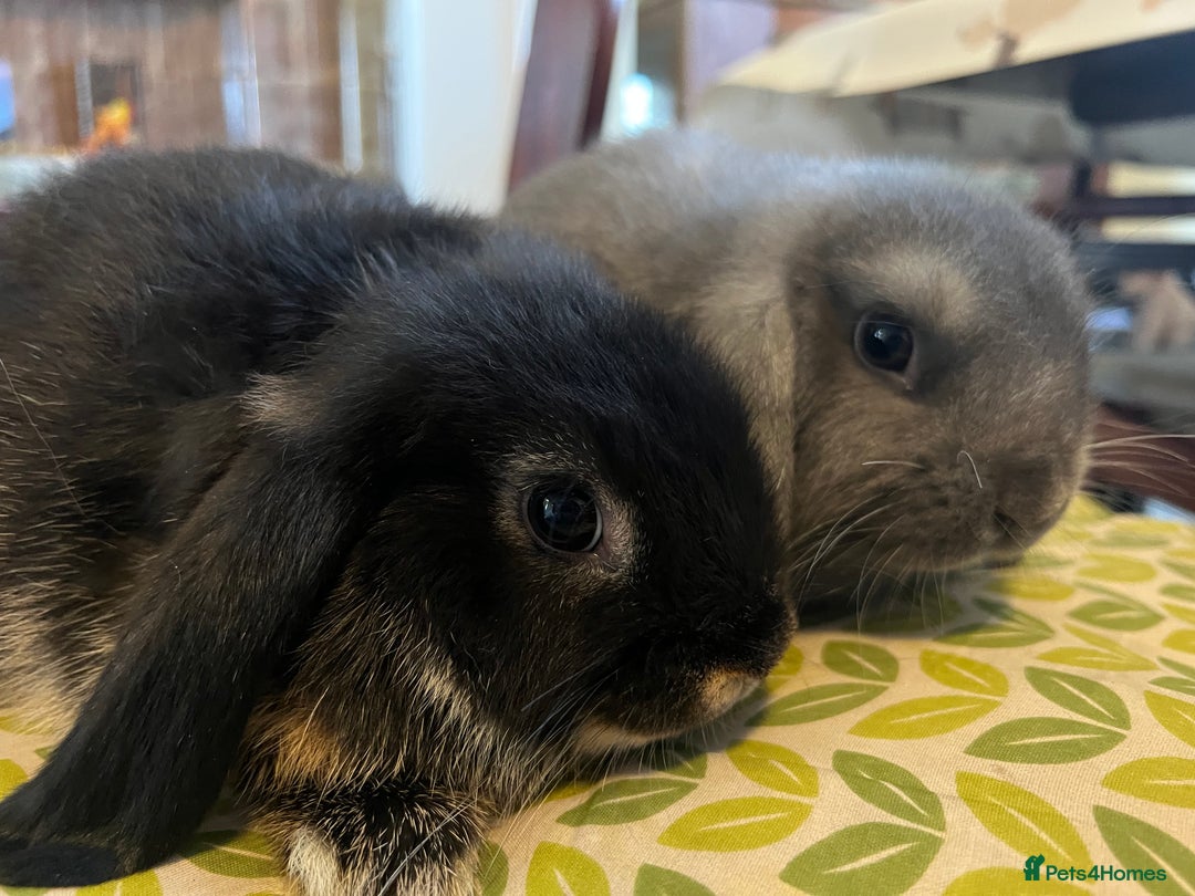Mini Lop rabbits for sale: Two Mini Lop with Plush Baby Boys - Image 2