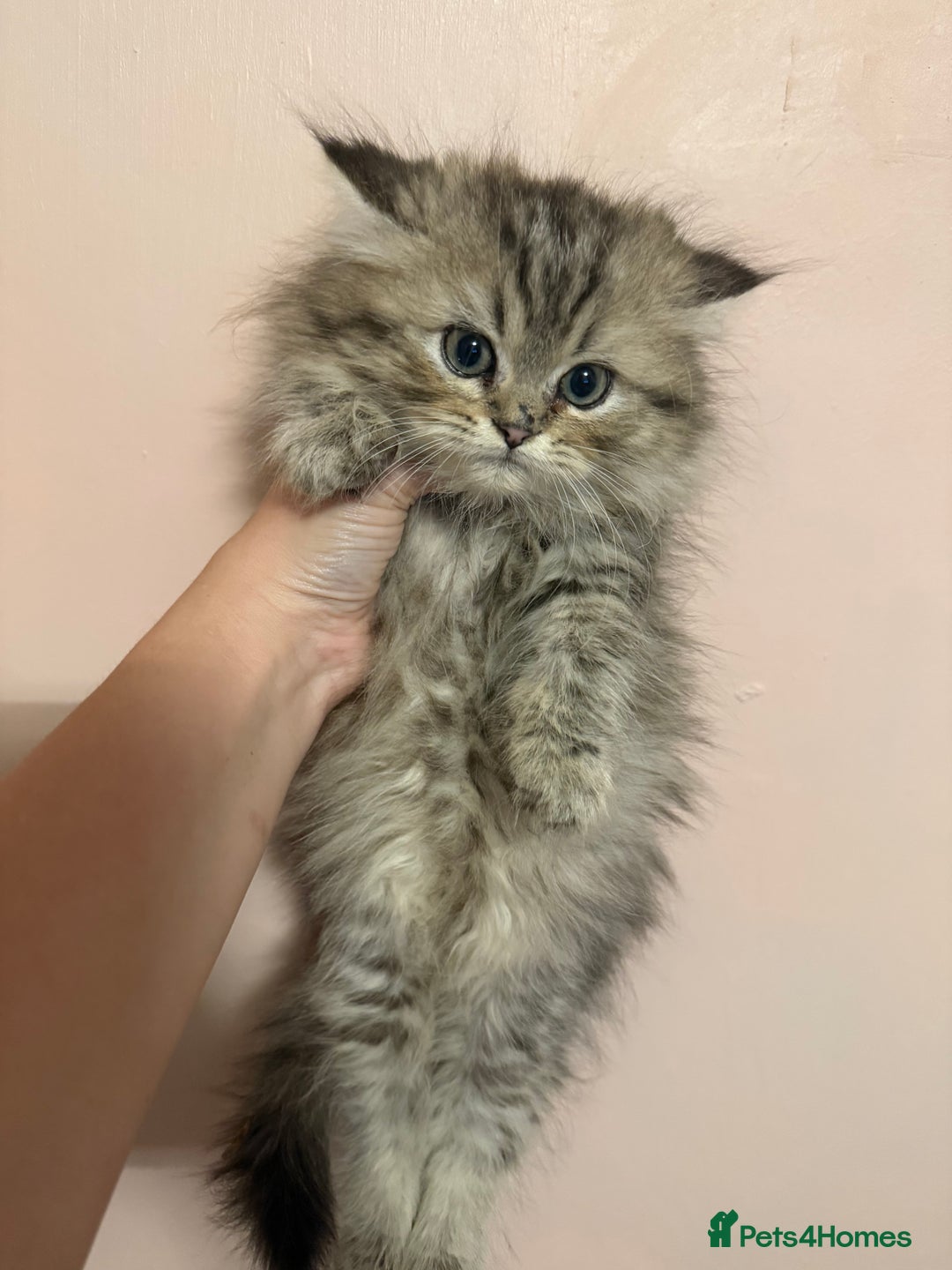 Persian cats for sale: Sweet persain boy is looking for his home - Advert 6