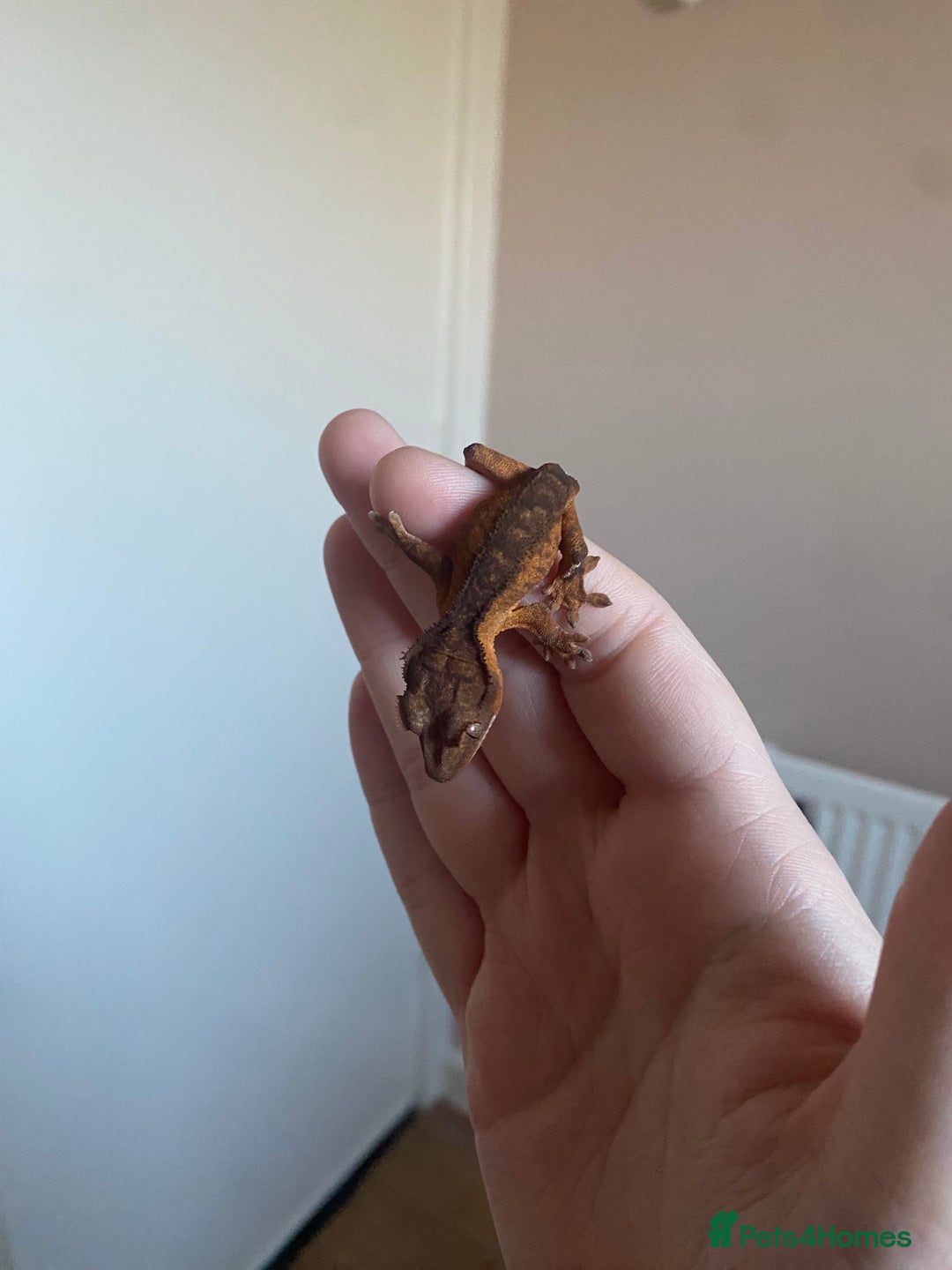 Gecko reptiles for sale: Crested Gecko Babies - Advert 11