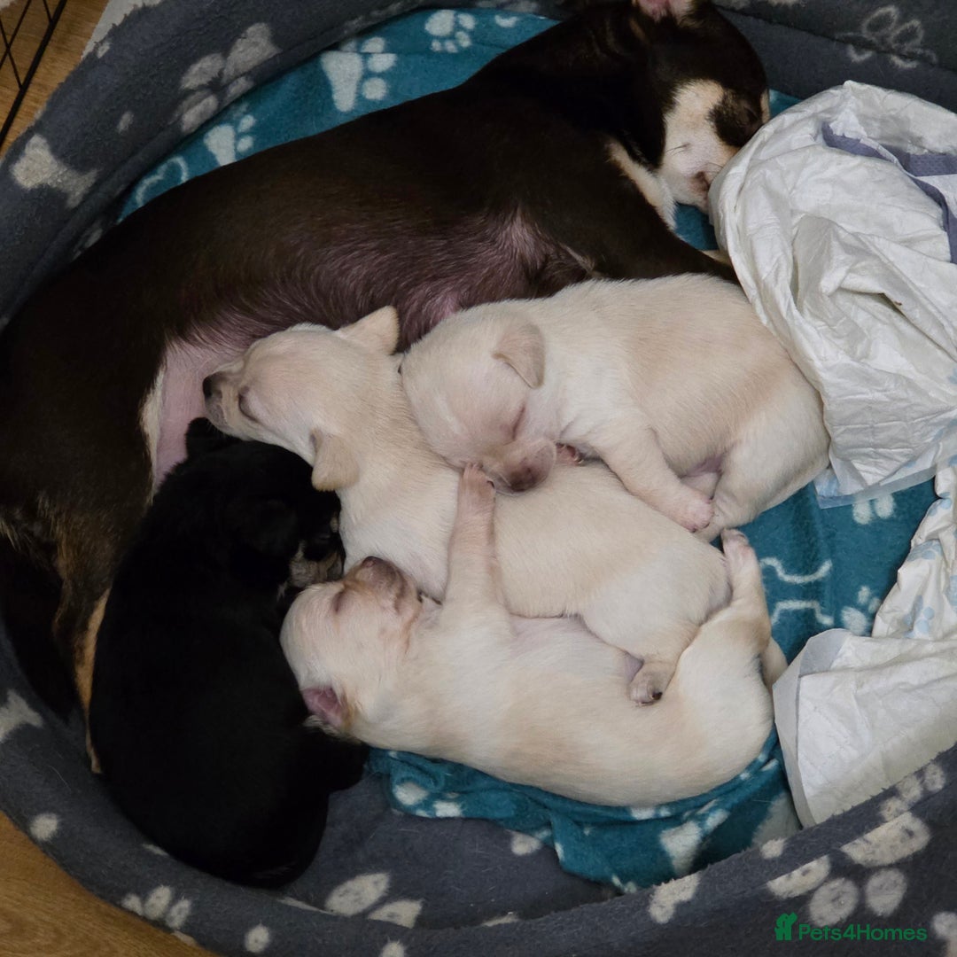 Chihuahua dogs for sale: Smooth coat Chihuahua puppies - Image 3