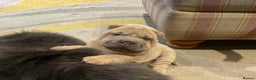 Shar Pei dogs for sale: 4 Shar pei puppies for sale - Advert 7