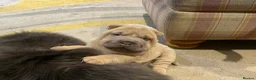 Shar Pei dogs for sale: 4 Shar pei puppies for sale - Advert 7