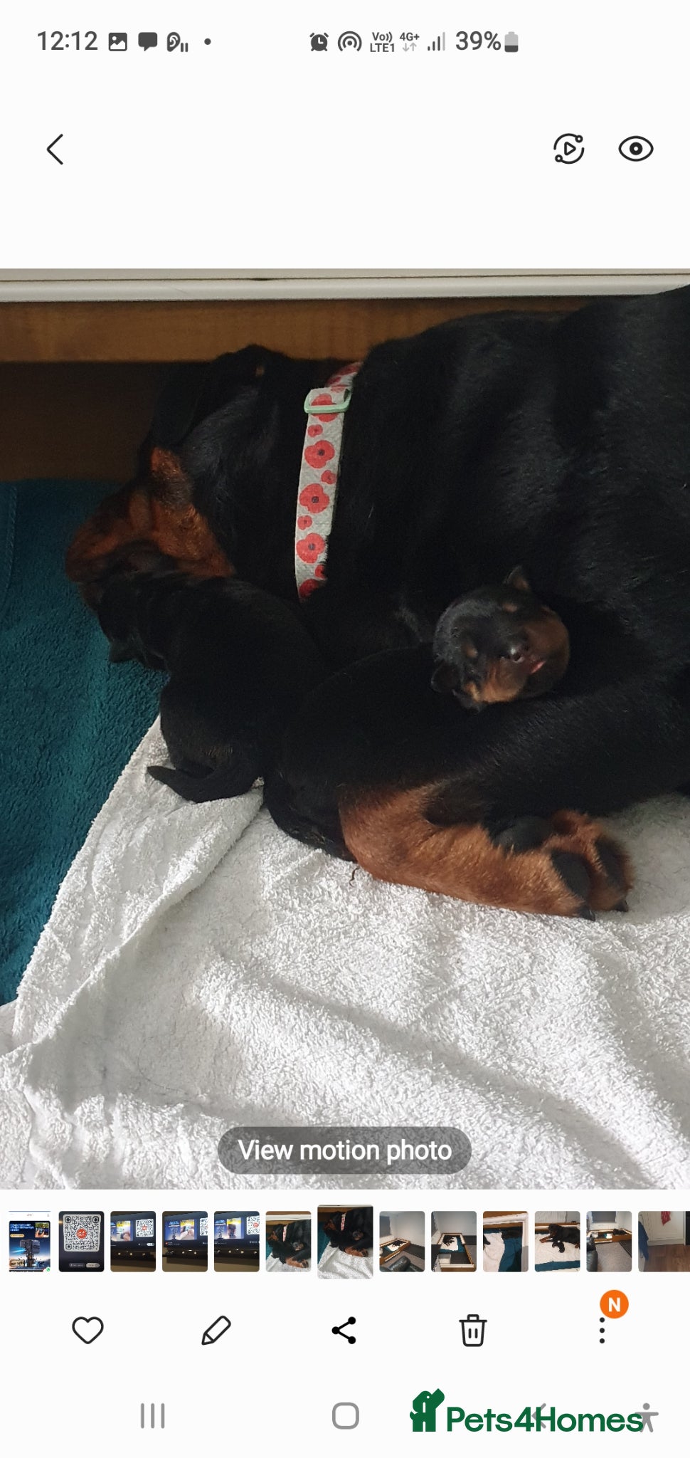 Rottweiler dogs for sale: Outstanding full German champion pedigree puppies  - Advert 1