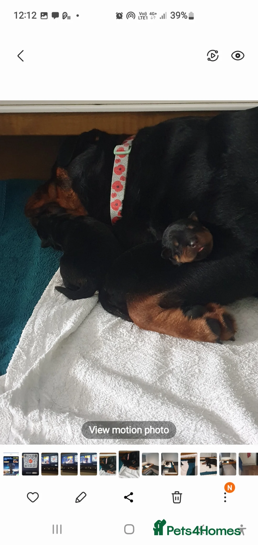 Rottweiler dogs for sale: Outstanding full German champion pedigree puppies  in Solihull - Advert 1