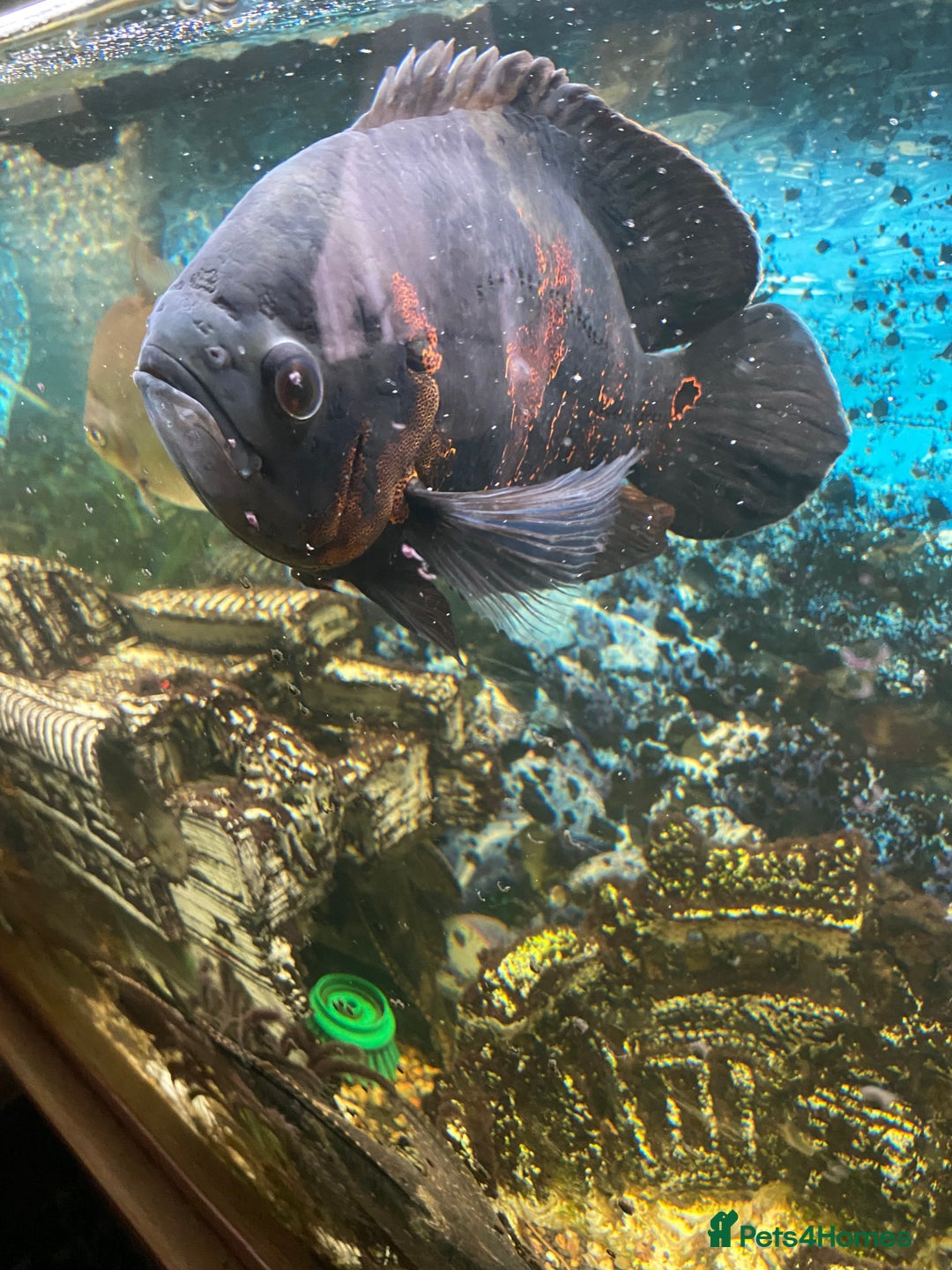 Cichlids fish for sale: Tiger Oscar fish  - Image 2