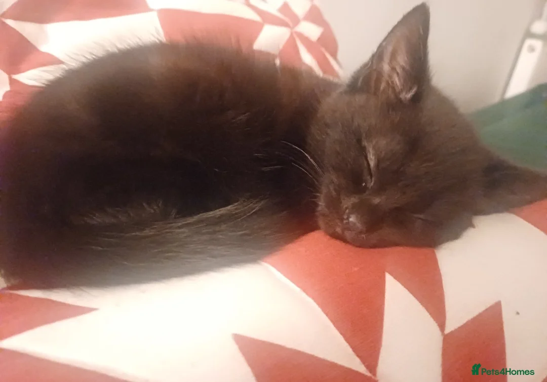 Mixed Breed cats for sale: Beautiful kittens - Advert 3