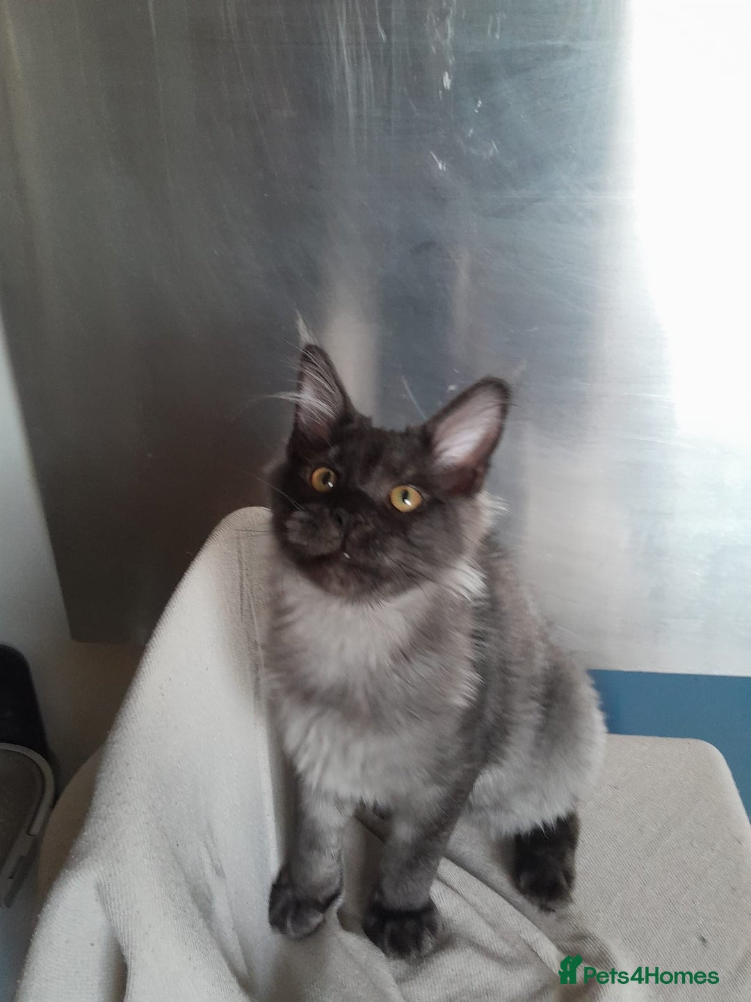 Maine Coon cats for sale: black smoke MaineCoon boy TICA reg - Advert 4