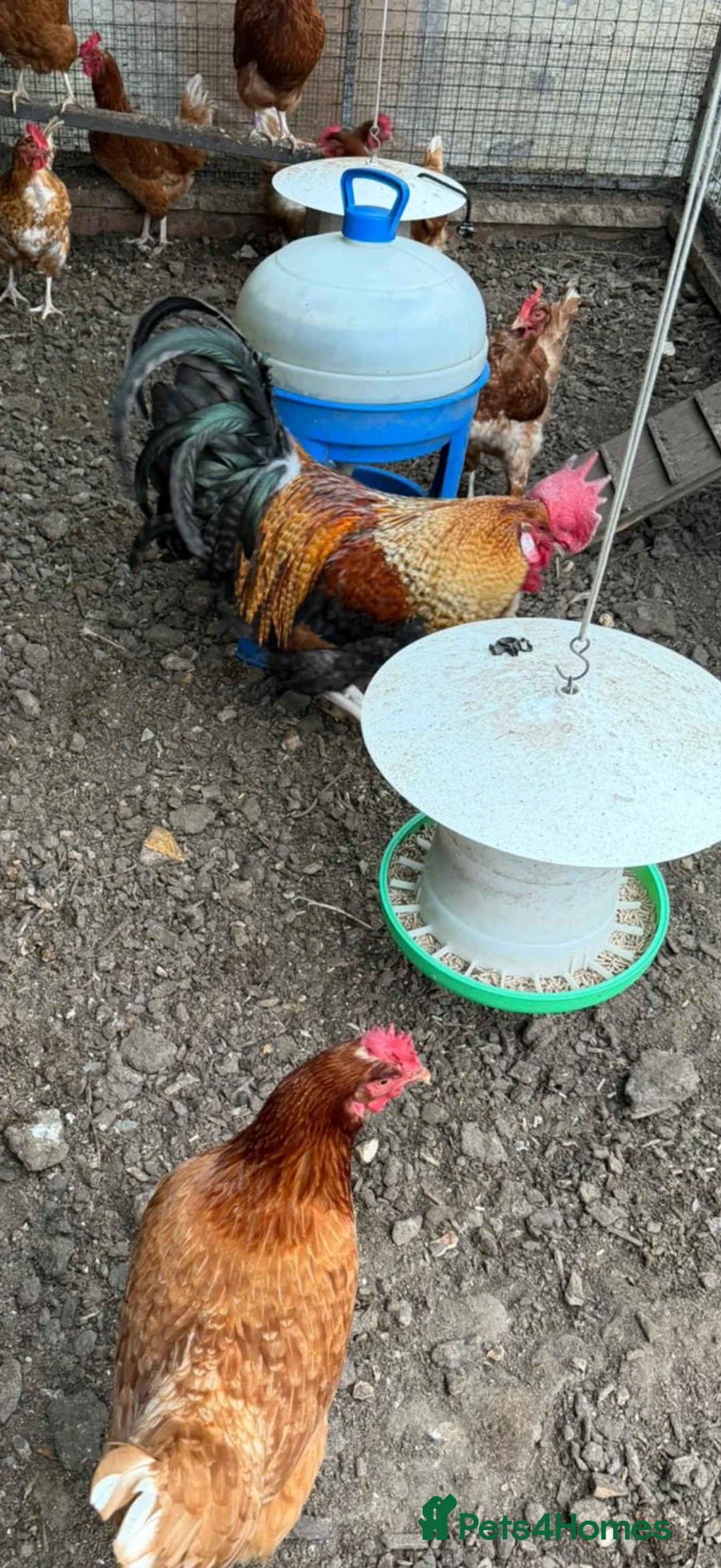 Chickens poultry for sale: Rooster for sale - Advert 2