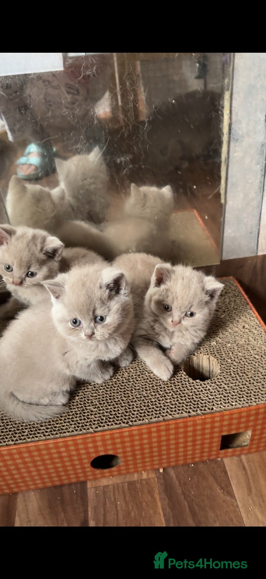 British Shorthair cats Price reduced!!Liliac BSH kittens - Advert 6