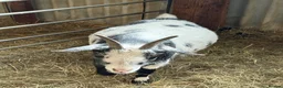 Goats livestock for sale: Pygmy Goats For Sale in Welshpool - Advert 3