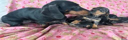 Dachshund dogs for sale: Beautiful dachshund puppies for sale  - Advert 11