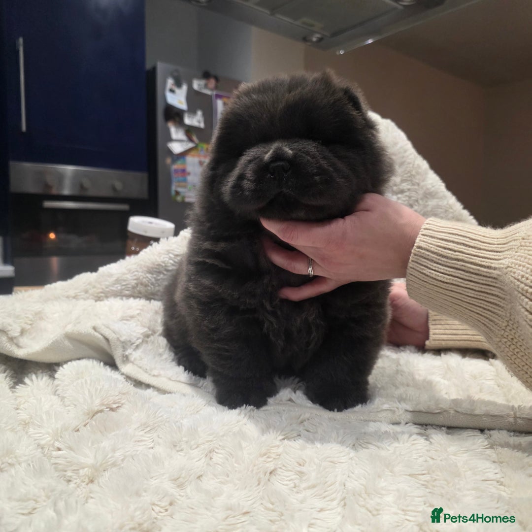 Chow Chow dogs for sale: 7 beautiful chow chow  - Advert 13