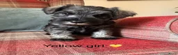 Miniature Schnauzer dogs for sale: KC registered, health tested puppies available  - Advert 6