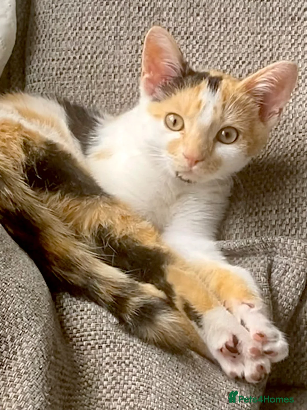 European cats for sale: Beautiful colourful kittens - Advert 1
