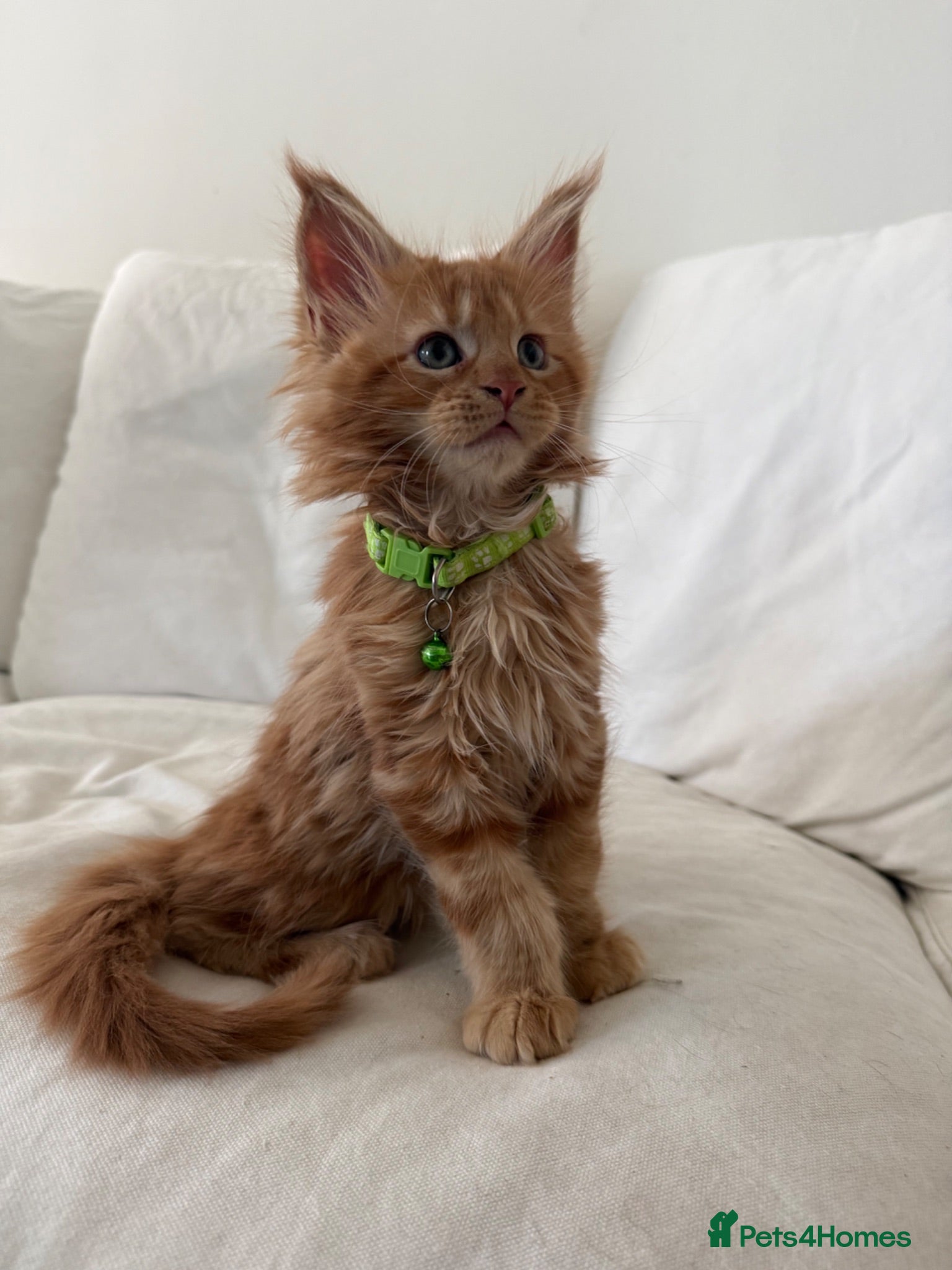 Maine Coon cats REDUCED One ginger mainecoon left   - Advert 2