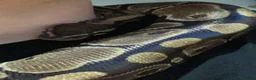 Python Snake reptiles for sale: Female Ball Python in Bushey - Advert 2