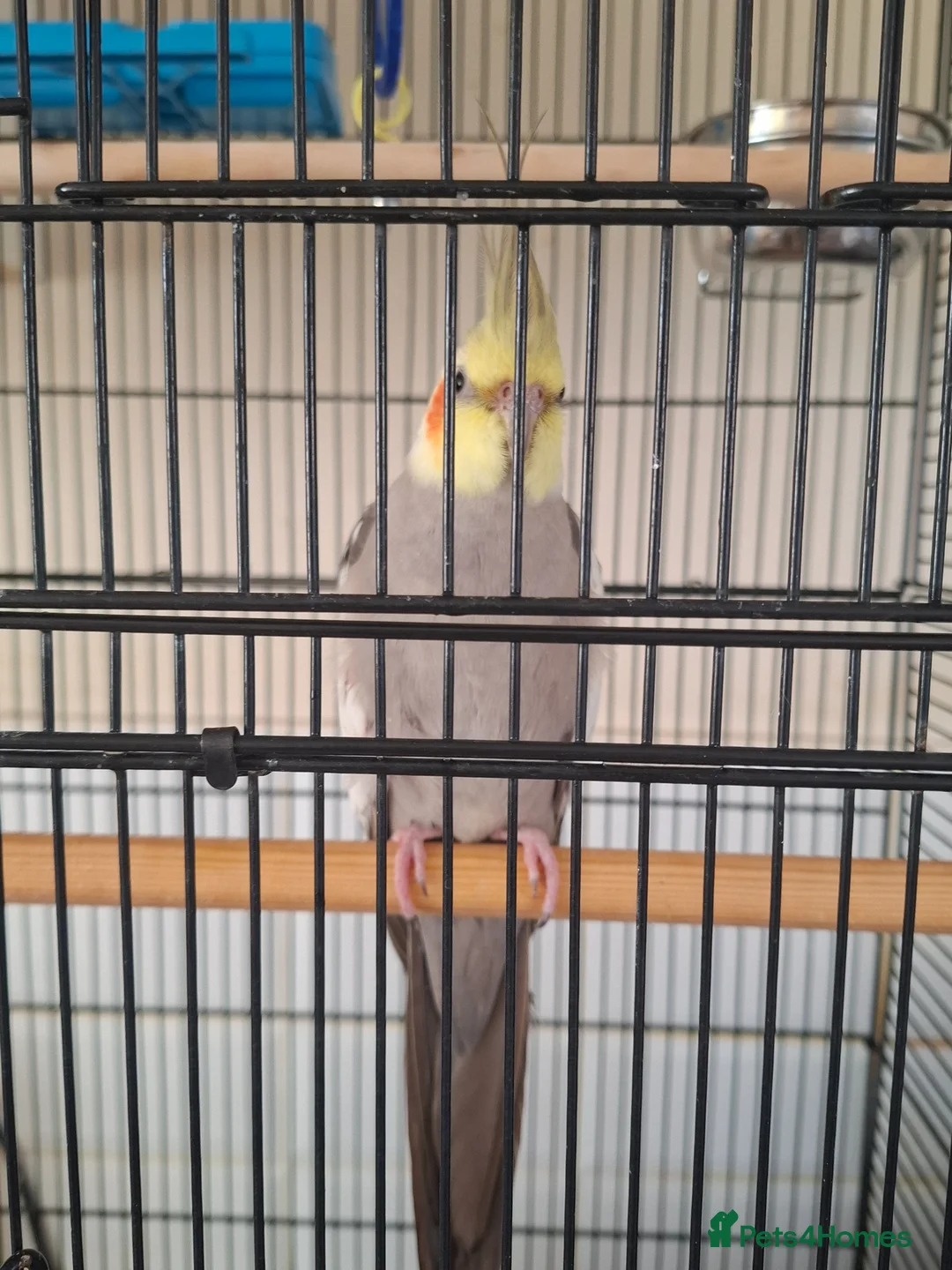 Cockatiels birds for sale: Male Cockatiel and large cage  in Hull - Advert 1