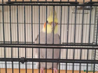 Cockatiels birds Male Cockatiel and large cage - Advert 1
