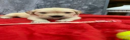 Golden Retriever dogs for sale: 9 beautiful golden retriever puppies - Advert 14