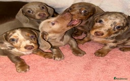 Dachshund dogs for sale: Dachshund puppies F1 - Image 2