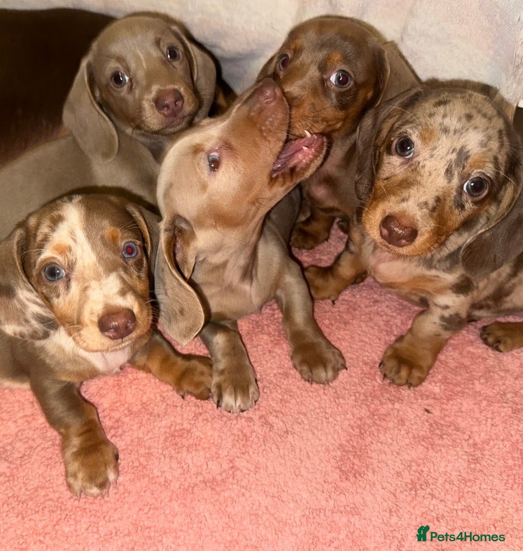 Dachshund dogs for sale: Dachshund puppies F1 - Image 2