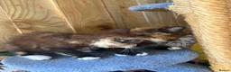 Mixed Breed cats for sale: Ginger and tortoise  kittens  - Advert 21