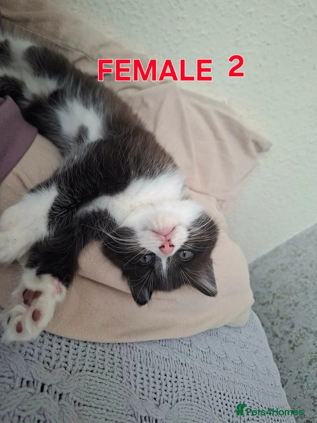 Mixed Breed cats for sale: Ready Now – Litter Trained&Raised Around Kids,Cats - Advert 2