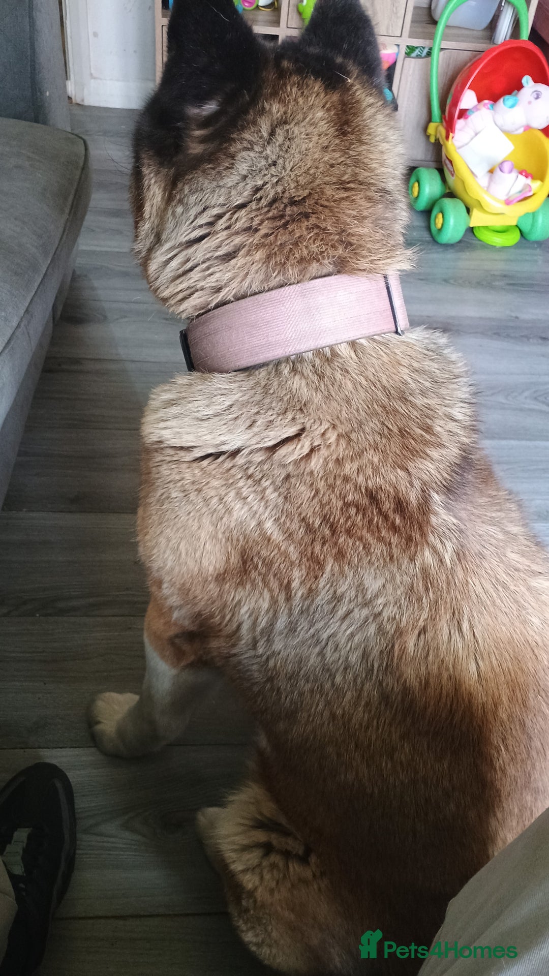 Akita dogs for sale: American akitia 2yrs old - Image 4