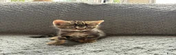 Mixed Breed cats for sale: 4 Beautiful Tabby Kittens  in Crewe - Advert 4