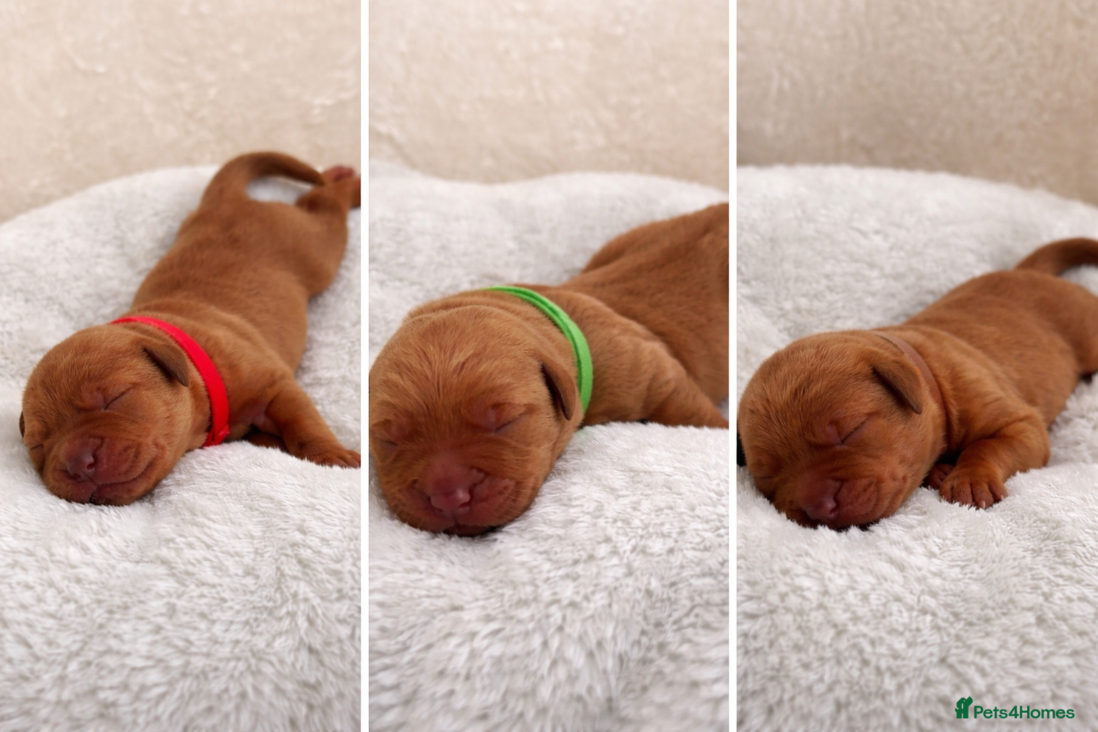 Labrador Retriever dogs Quality Best of Breed Lineage, Fox Red Lab Puppies - Advert 12