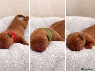 Labrador Retriever dogs Quality Best of Breed Lineage, Fox Red Lab Puppies - Advert 12