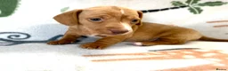 Miniature Dachshund dogs for sale: 🐾 Kc Reg Smooth Haired Miniature Dachshunds 🐾  - Advert 9