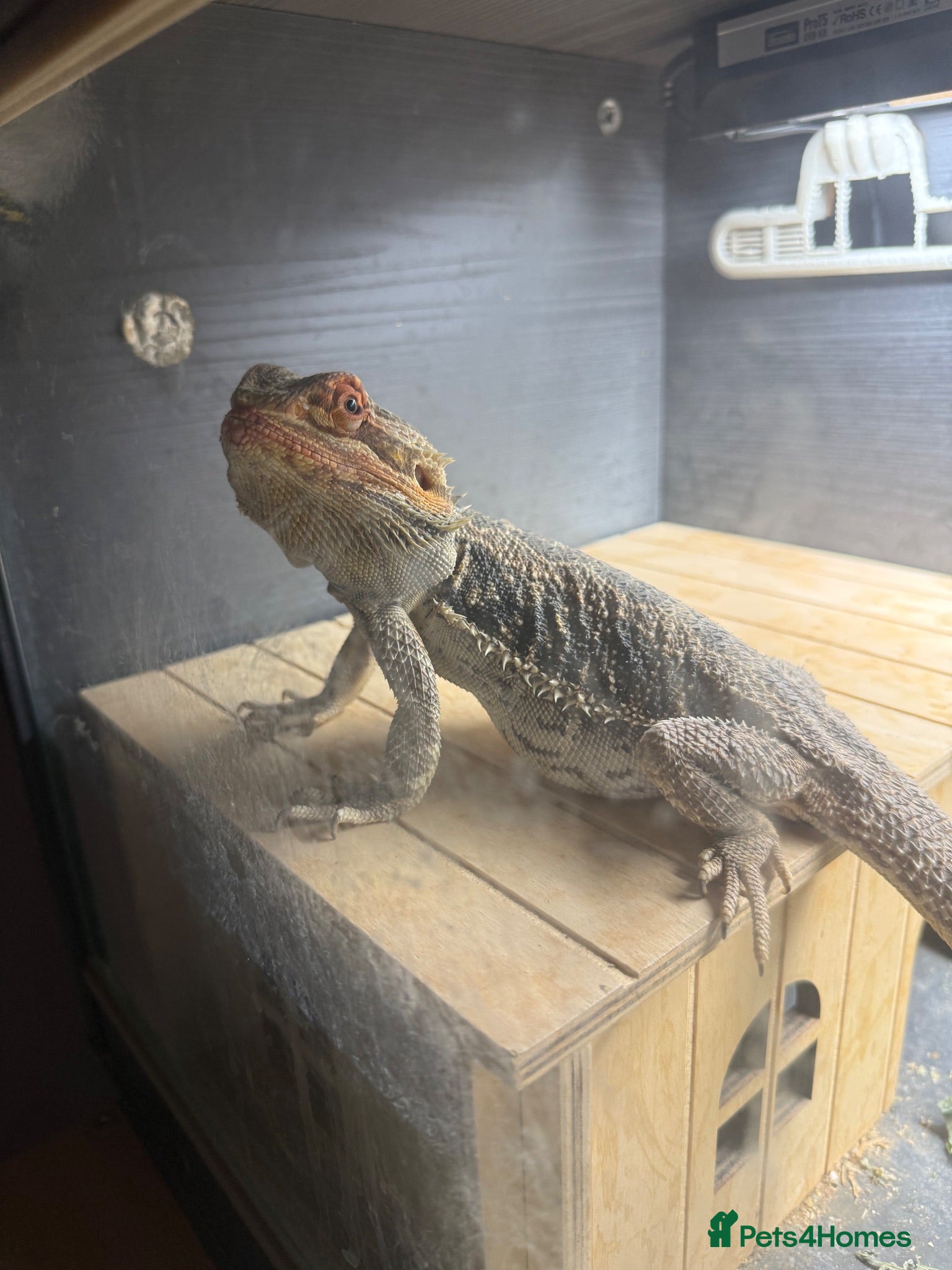 Bearded Dragon reptiles Bearded dragon  - Advert 14