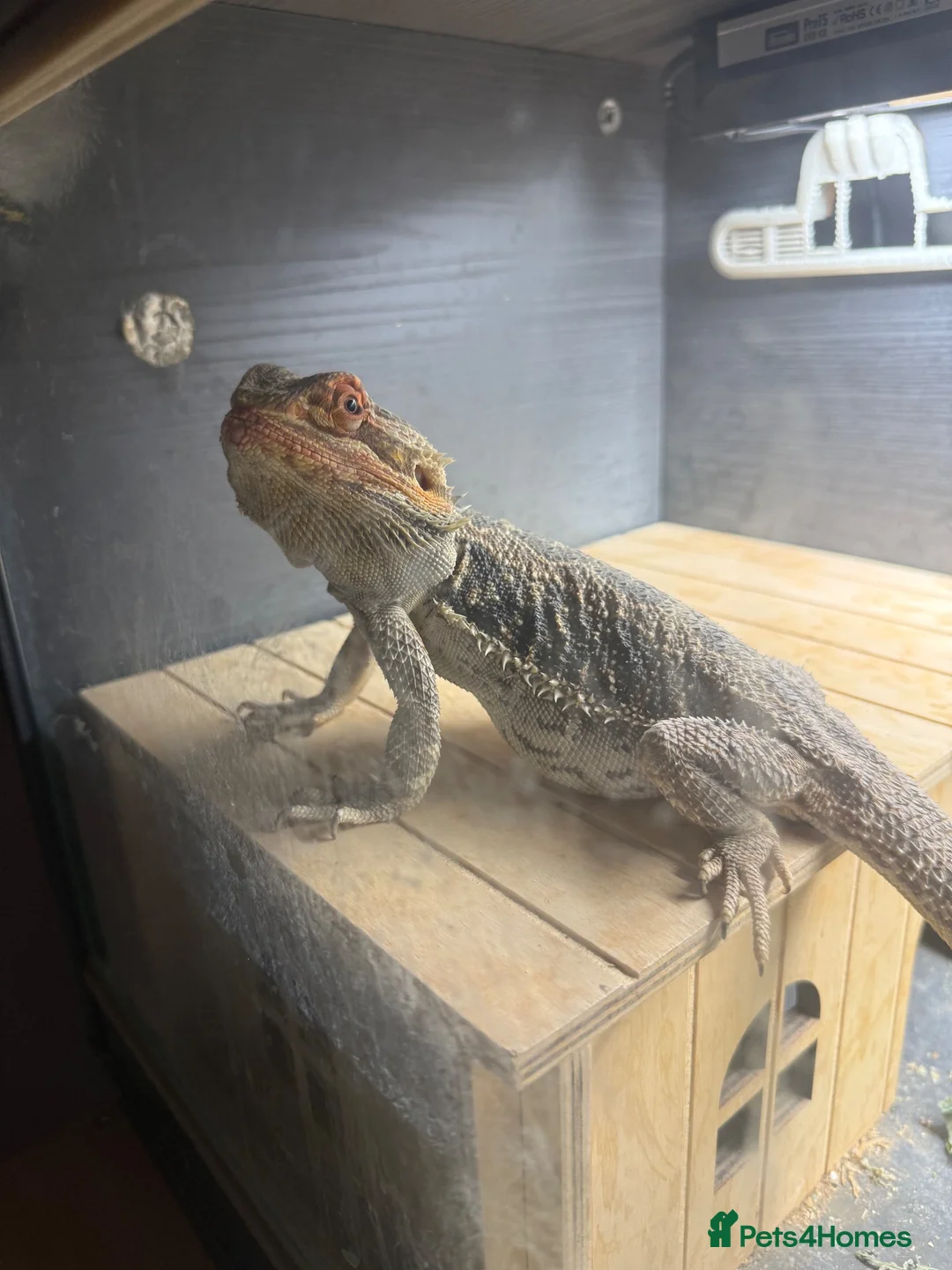 Bearded Dragon reptiles for sale: Bearded dragon  - Advert 1