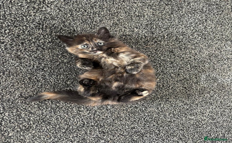 Mixed Breed cats - Advert 2