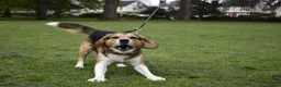 Mixed Breed dogs for adoption: Milo beagle mix in Tiverton - Advert 2