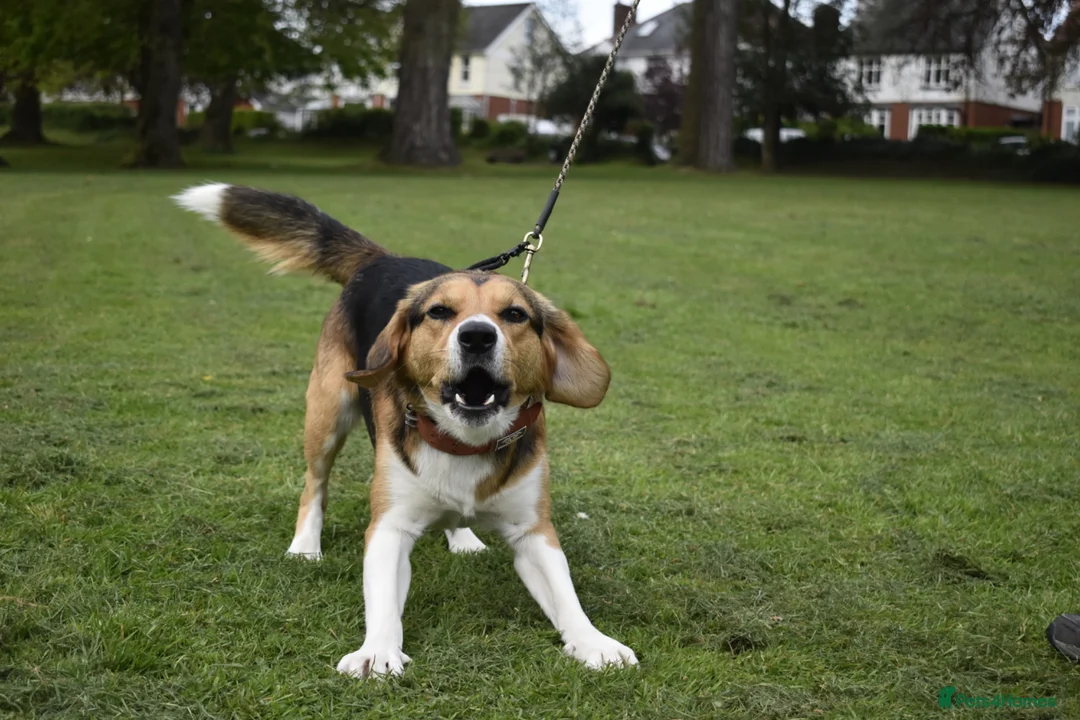 Mixed Breed dogs for adoption: Milo beagle mix in Tiverton - Advert 2