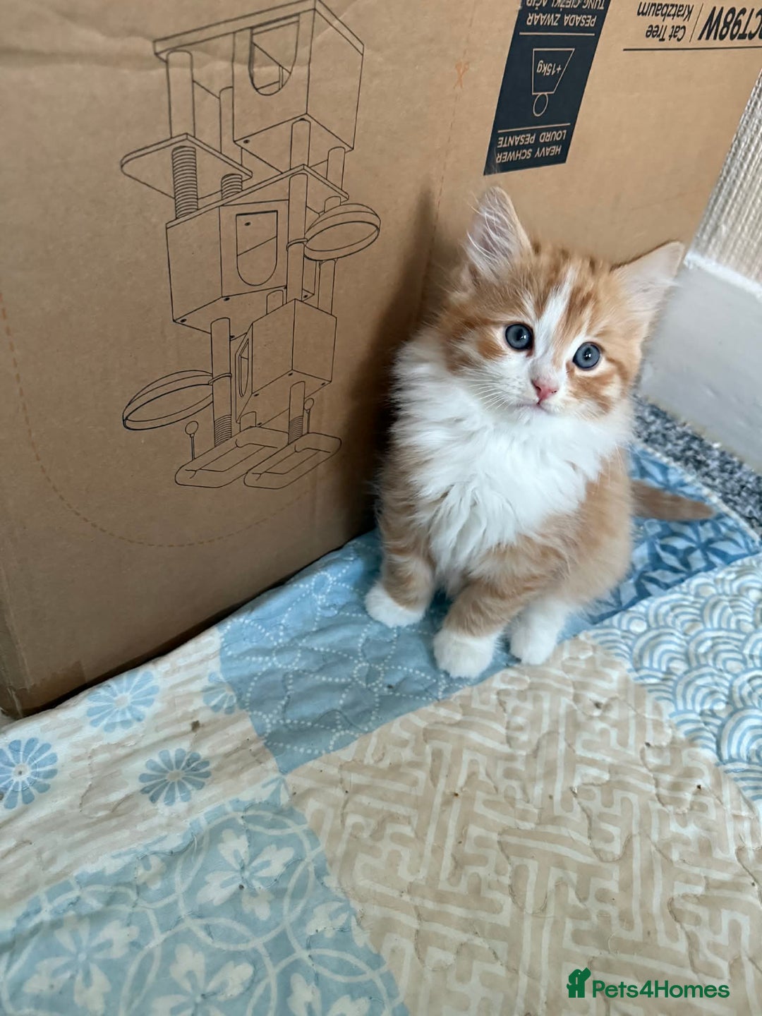 Persian cats for sale: Very fluffy kittens  - Advert 6