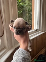 French Bulldog dogs Home Breed French Bulldog - Advert 2