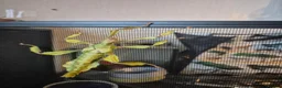 Stick Insects invertebrates for sale: Colony of Macleay's spectres - Advert 4