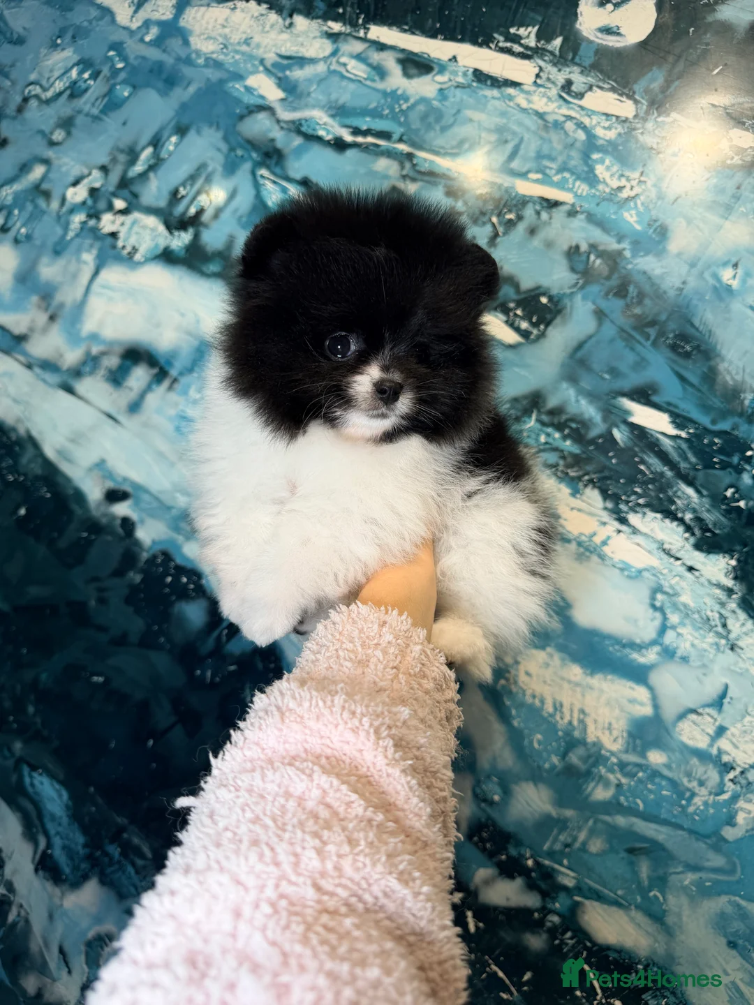 Pomeranian dogs for sale: Party color Pomeranian boy like a panda bear - Advert 17